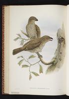 Tooth-billed Bowerbird plate 43