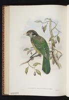 Green Catbird plate 42