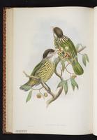 White-eared Catbird plate 41