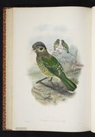 Green Catbird plate 40