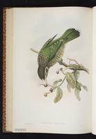 Green Catbird plate 39