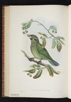 Green Catbird plate 38