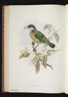 Ailuroedus buccoides stonii plate 37