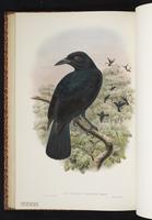 Paradise-crow plate 36