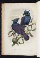 Trumpet Manucode plate 35