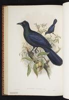 Curl-crested Manucode plate 34