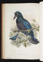 Curl-crested Manucode plate 33