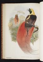 Raggiana Bird-of-Paradise plate 32