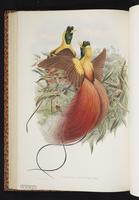 Red Bird-of-Paradise plate 31