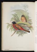Masked trogon plate 41