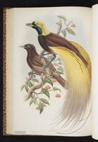 Greater Bird-of-Paradise plate 30