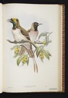Papuan Parrot-Fin Long-tailed Paradigallach plate 29