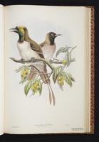 Papuan Parrot-Fin Long-tailed Paradigallach plate 29