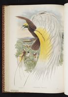 Papuan Parrot-Fin Long-tailed Paradigallach plate 28