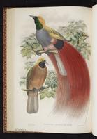 Goldie's Bird-of-Paradise plate 27