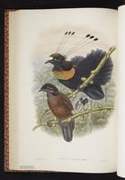 Lawes's Parotia plate 26