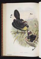 Western Parotia plate 25