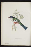 Monograph of the Trogonidae, 1:3