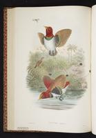 King Bird-of-Paradise plate 24