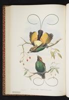 Varied Sittella plate 23