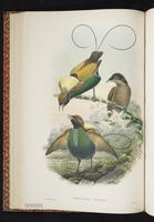 Cicinnurus magnificus plate 22