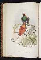 Cicinnurus [magnificus x regius] plate 21