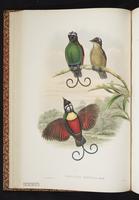 Cicinnurus respublica plate 20