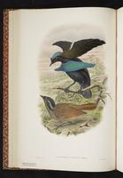 Lesser Bird-of-Paradise plate 19