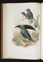 Superb Bird-of-Paradise plate 18