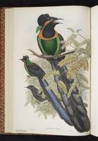 Arfak Astrapia plate 17