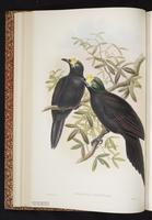 Long-tailed Paradigalla plate 16