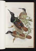 Seleucidis melanoleuca plate 15