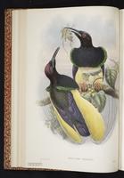 Seleucidis melanoleuca plate 14