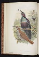 Magnificent Riflebird plate 13