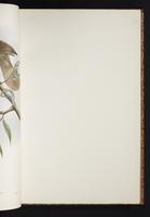 The birds of New Guinea, 1:84