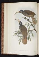 Epimachus bruijnii plate 12