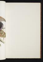 The birds of New Guinea, 1:78