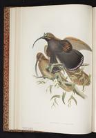 Epimachus albertisi plate 11