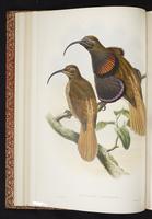 Drepanornis albertisi cervinicauda plate 10