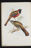 Monograph of the Trogonidae, 1:43