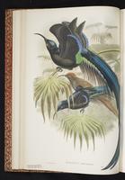 Brown Sicklebill plate 9
