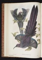 Black Sicklebill plate 8