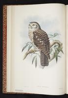 Papuan Hawk-Owl plate 7
