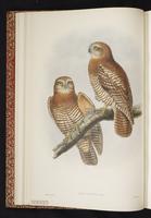 Ninox squamipila forbesi plate 6