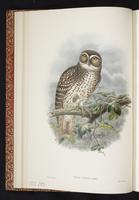 Spangled Boobook plate 5