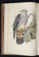 Gurney's Eagle plate 4