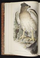 Papuan Eagle plate 3