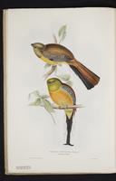 Monograph of the Trogonidae, 1:39