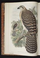 Doria's Goshawk plate 2