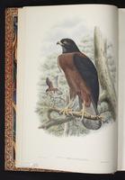 Black-mantled Goshawk plate 1